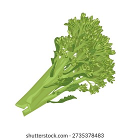Fresh broccolini cabbage with slender stems and small florets. Popular hybrid vegetable used in healthy cooking, modern cuisine, plantbased diets, and clean food themed projects.