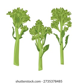 Fresh broccolini cabbage with slender stems and small florets. Popular hybrid vegetable used in healthy cooking, modern cuisine, plantbased diets, and clean food themed projects.