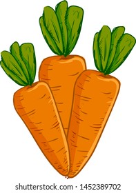 A fresh bunch of 3 carrots, vector, color drawing or illustration.