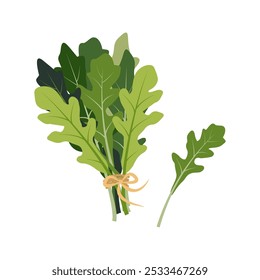 Fresh bunch of arugula. Hand drawn cartoon simple arugula vector vegetables. Raw herbs. Flat illustration set isolated on white. Fresh herbs and spices icon. Kitchen herb garden. Organic healthy food.