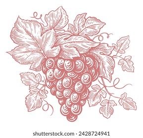 Fresh bunch of grapes. Hand drawn grapevine with leaves and berries. Sketch vintage vector illustration