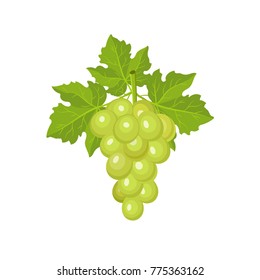 Fresh bunch of grapes isolated on white background. Vector illustration. Decoration for greeting cards, menu. Healthy food design.   