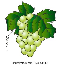 Fresh bunch of grapes on white background. Vector illustration