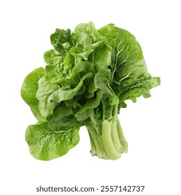 A fresh bunch of green lettuce, ideal for salads and healthy meals.