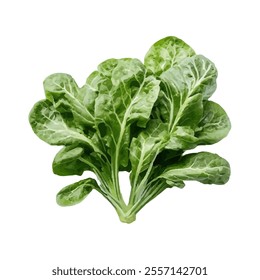 A fresh bunch of green lettuce with textured leaves, ideal for salads and healthy meals.