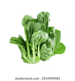 A fresh bunch of leafy green romaine lettuce on a white background.