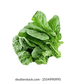 A fresh bunch of leafy greens, ideal for salads and healthy meals.