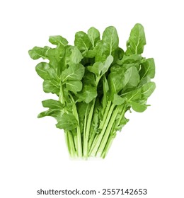 A fresh bunch of leafy greens, ideal for salads and healthy dishes.