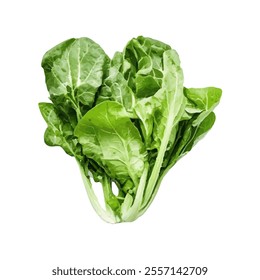 A fresh bunch of leafy greens, ideal for salads and healthy dishes.