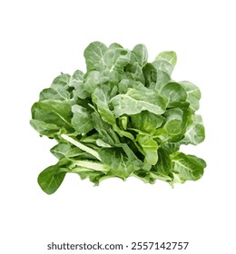 A fresh bunch of leafy greens, ideal for salads and healthy dishes.