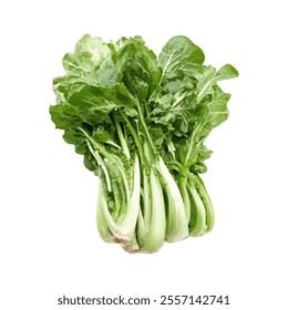 A fresh bunch of leafy greens, likely a type of radish or turnip greens, on a white background.