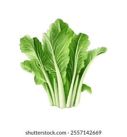 A fresh bunch of romaine lettuce, showcasing its vibrant green leaves and crisp texture.