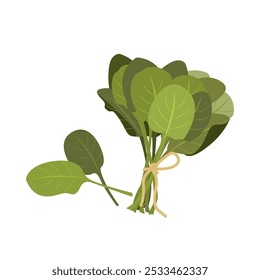 Um cacho fresco de espinafre. Desenhado à mão desenhos animados simples espinafre vetor verduras. Ervas aromáticas em bruto. Ilustração plana isolada em branco. Ícone de ervas frescas e especiarias. Jardim de ervas da cozinha. Comida orgânica saudável.
