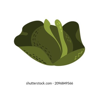 Fresh cabbage in doodle style. Hand drawn vector illustration on white background.