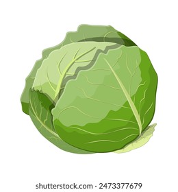 Fresh cabbage with green leaves. Cabbage isolated on white background. Organic healthy food. Vegetarian nutrition. Vector illustration in flat style