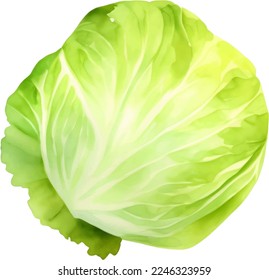 Fresh Cabbage Hand Drawn Watercolor Painting