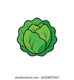 Cabeça de repolho fresca com folhas verdes em camadas textura Ilustração Vetor
