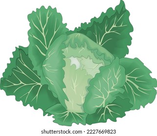 Fresh Cabbage Head Vector Illustration