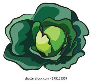 Fresh Cabbage isolated on white