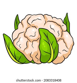 Fresh cabbage. A large swing of cauliflower. Ingredient for the kitchen. Cartoon style. Vector illustration for design and decoration.