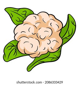 Frischer Kohl. Ein großer Schwung Blumenkohl. Ingredient für die Küche. Cartoon-Stil. Vektorgrafik für Design und Dekoration.