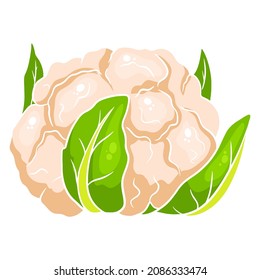 Fresh cabbage. A large swing of cauliflower. Ingredient for the kitchen. Cartoon style. Vector illustration for design and decoration.