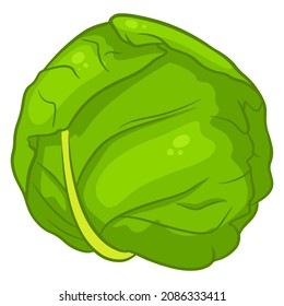 Fresh cabbage. A large swing of cabbage. Ingredient for the kitchen. Cartoon style. Vector illustration for design and decoration.