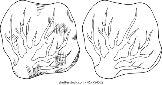 Fresh cabbage leaf. Isolated set
