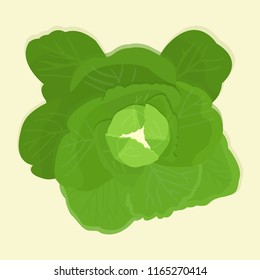 Fresh cabbage, lively vector image and organic vegetables design Distinctive colors from the background. Used for magazine, book, poster, card, cover, menu, webpage.