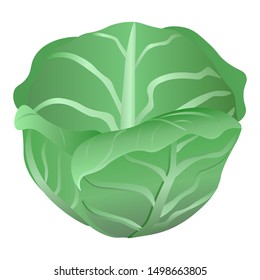 Fresh cabbage on a white background. Harvesting for the winter. Autumn harvest. Vector illustration