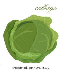 fresh cabbage on a white background