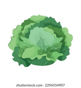 Fresh cabbage with organic leaf ingredients icon isolated