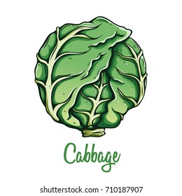 fresh cabbage organic vegetable food using colored hand drawn style with text or name on white background