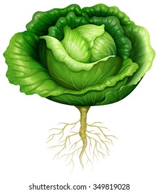 Fresh cabbage with roots illustration