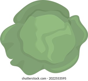 Fresh cabbage semi flat color vector object. Full sized item on white. Green variety. Annual vegetable crop isolated modern cartoon style illustration for graphic design and animation