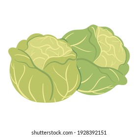 Fresh cabbage vector illustration. Illustration of eco-friendly vegetables.