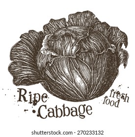 fresh cabbage vector logo design template. fresh vegetables, food or harvest icon.