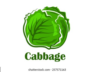 Fresh cabbage vegetable crunchy curly green leaves isolated on white background with caption Cabbage for vegetarian restaurant design