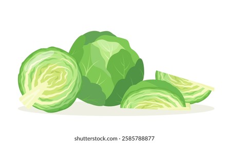 Fresh Cabbage vegetables. Whole and cutted green cabbage. Green leaves farm plant and pieces. Organic healthy vegetarian food. Vector illustration isolated on white background.