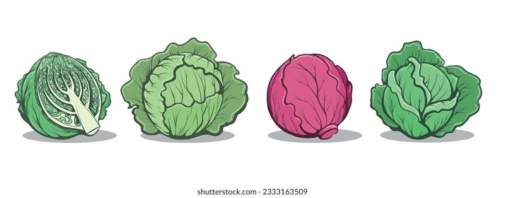 Fresh cabbages vegetables. Organic green white red cabbage salad heads isolated on white background, spring diet cabage plants, cole agriculture plant fruits, cauliflower set