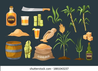 Fresh cane sugar with stem and leaf plants set. Sugarcane plants, cane sugar lumps and cube, glass bottles of rum, bamboo, rum alcoholic liquid. Natural organic alcohol industry food cartoon vector