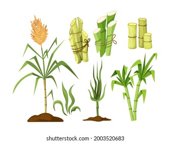 Fresh cane sugar with stem and leaf plants set. Sugarcane plants, cane sugar lumps, bamboo. Natural organic alcohol industry food cartoon vector