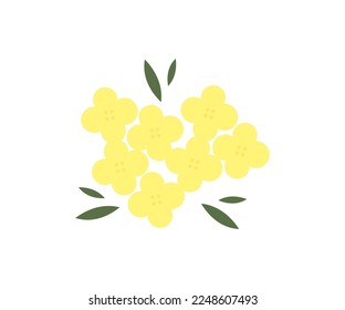 Fresh canola flowers of  rapeseed flowers on a white isolated background logo design.  Rape (Brassica napus, rapeseed, oil seed, canola). Natural yellow floral vector design and illustration.