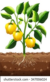 Fresh capsicum on the plant illustration
