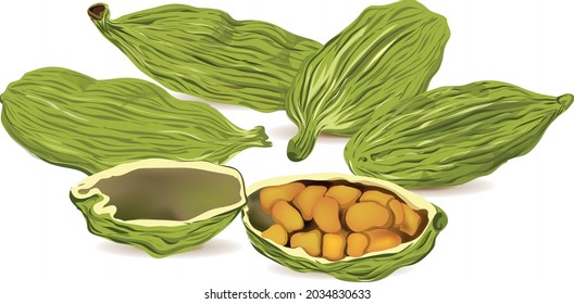 Fresh Cardamom and seeds, a great Asian spice collection vector illustration