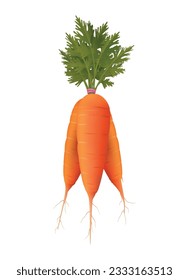 Fresh carrot bunch 3d image. Photo realistic carrots vegetable root and leaves harvested fresh healthy ingredients isolated vectors illustration