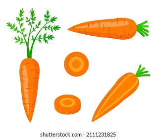 Fresh carrot with green leaf in cartoon style. Vector whole, half and parts sweet carrot isolated on a white background.