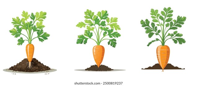 Fresh Carrot Growth Stages with Green Leaves