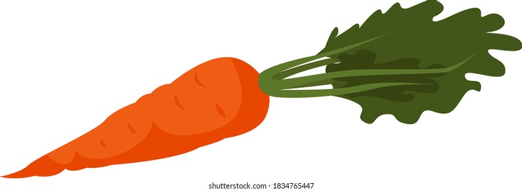 Fresh carrot, illustration, vector on white background