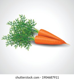 fresh carrot isolated white background. vector illustration 